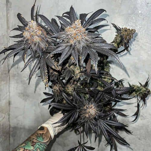 Miracle Fruit Feminized - Symbiotic Genetics Seeds  