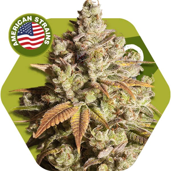 Zambeza Seeds Misty Gorilla Feminized   