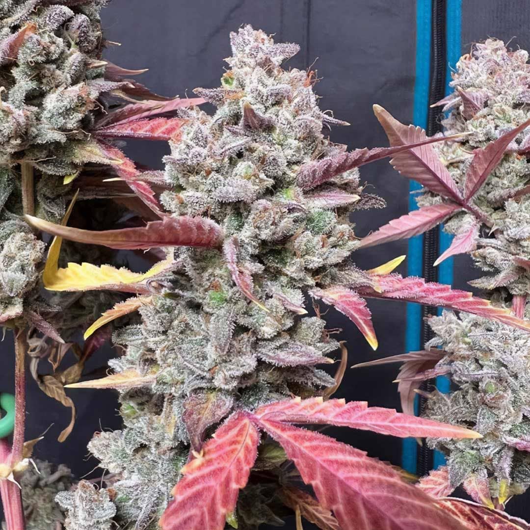 Blue Sprayed Shoes Remix- Feminized - Night Owl Seeds   