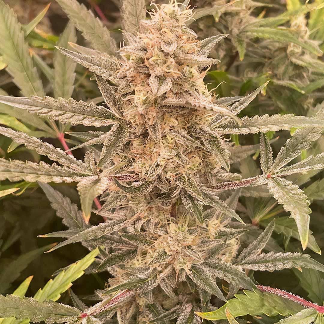 Cookies N Creamix Auto- Feminized - Night Owl Seeds   