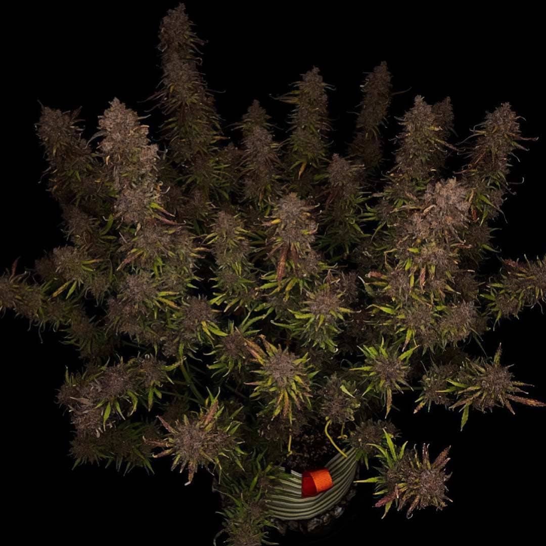 Mango Isle F2 Auto- Feminized - Night Owl Seeds 