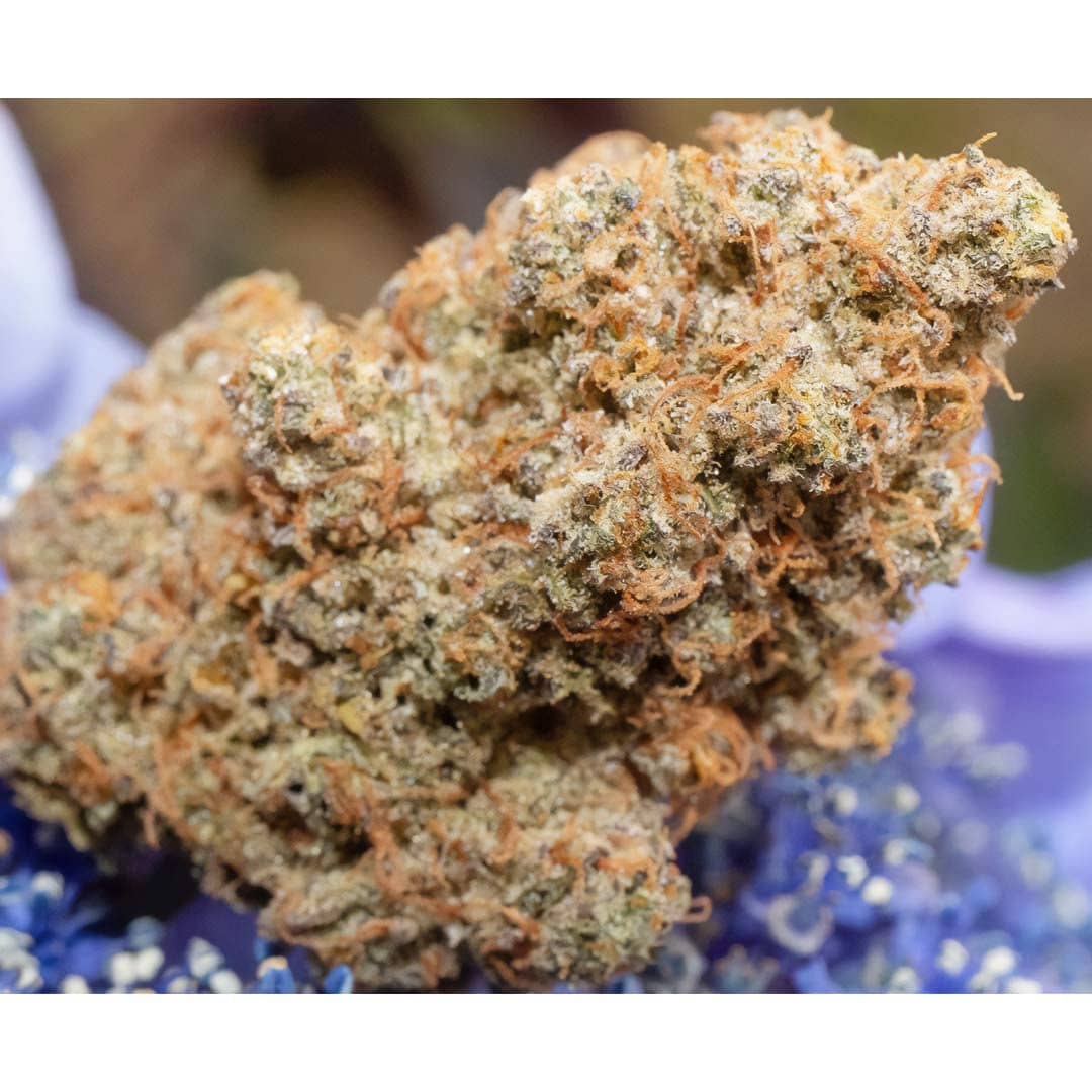 Outlier Z F4 Auto- Feminized - Night Owl Seeds 