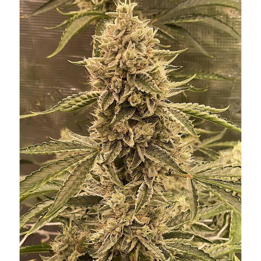 Pre 98 Episode 1 F4 Auto- Feminized - Night Owl Seeds