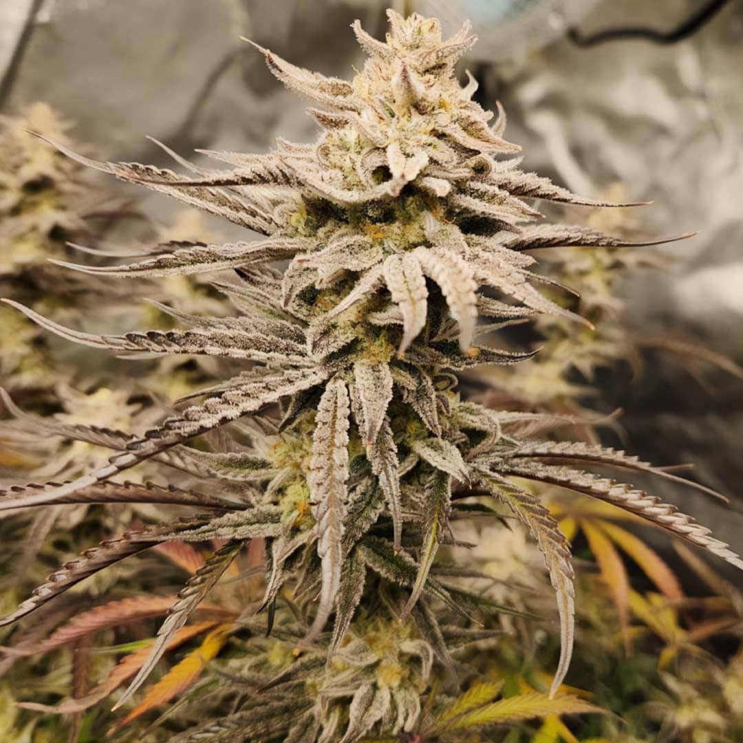Queens Banner Auto- Feminized - Night Owl Seeds   
