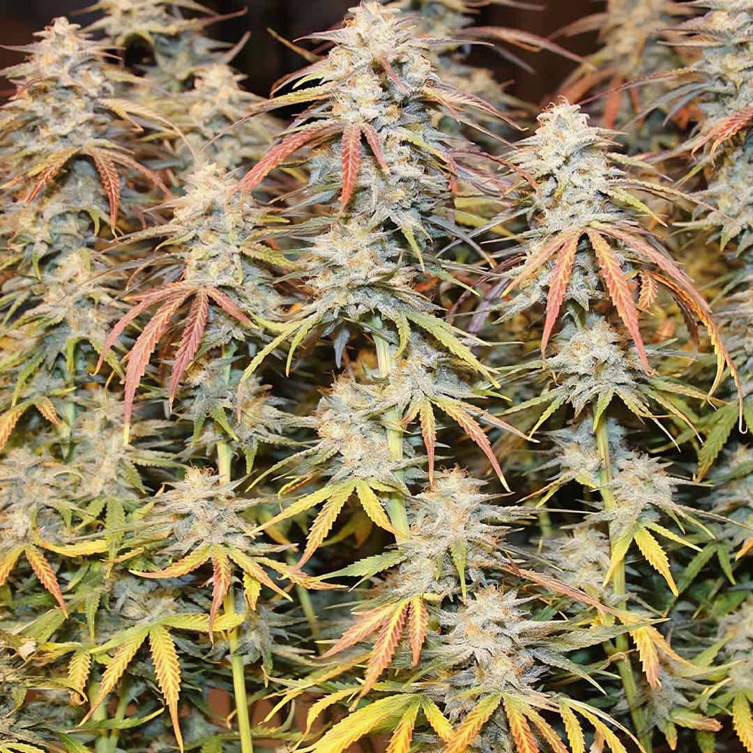 Tropical Wiz V.2 Auto- Feminized - Night Owl Seeds   