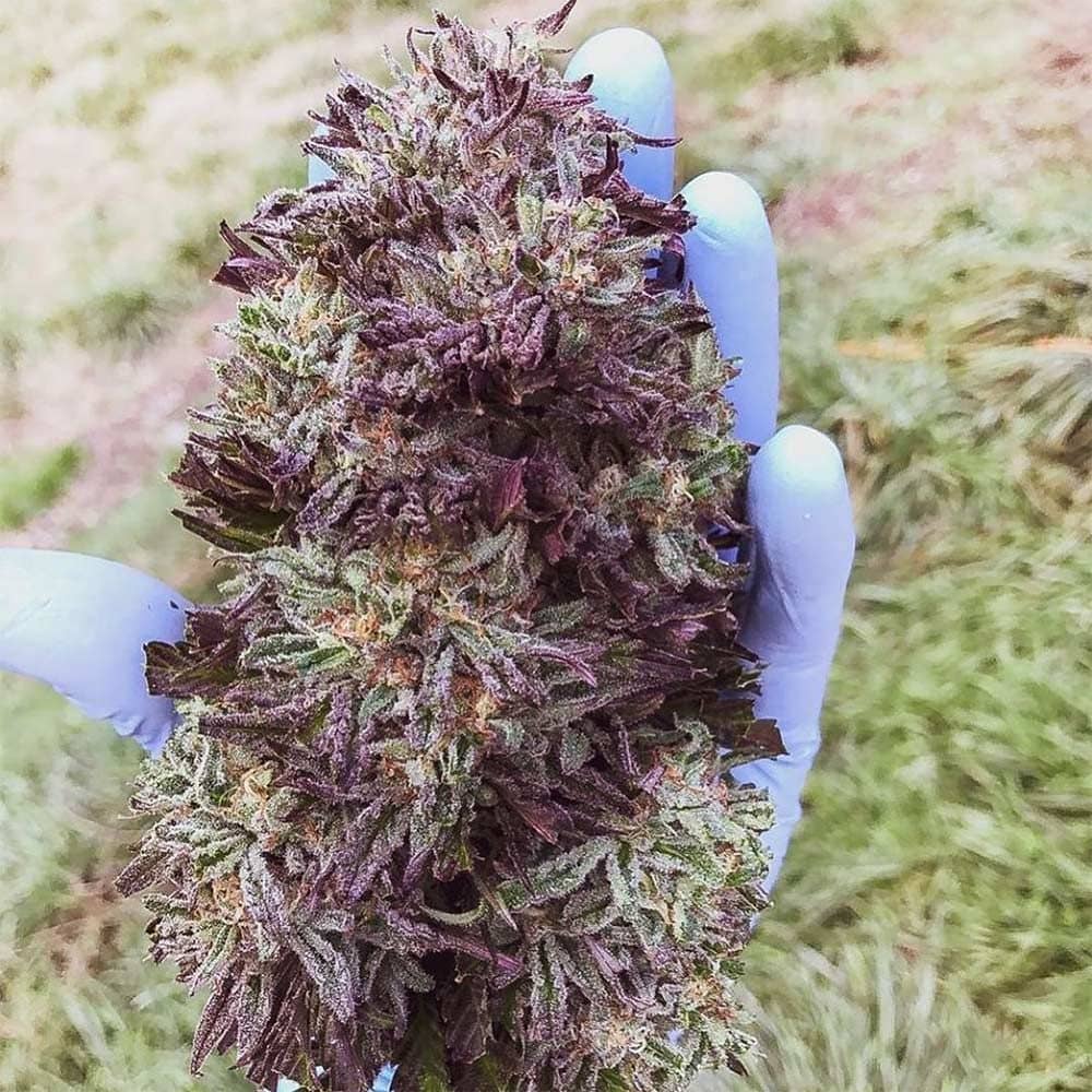 Nimbus Regular - Symbiotic Genetics Seeds  