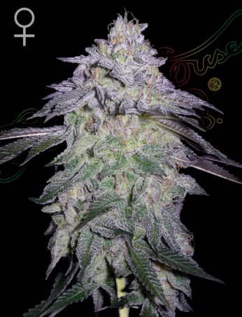 Green House Seeds Nori Cake Feminized
