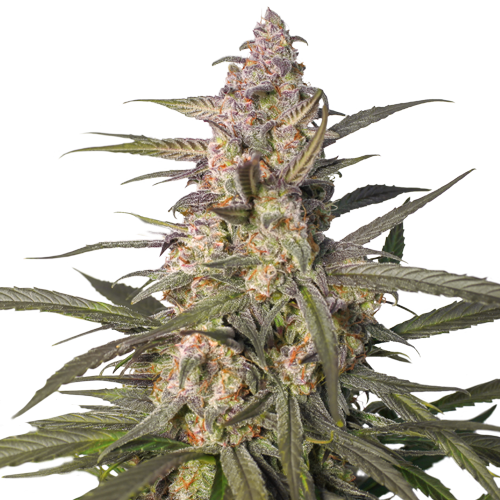 Northern Dragon Fuel Auto- Feminized - Super Sativa Seed Club  