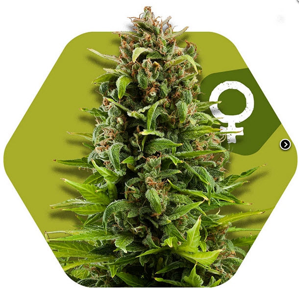 Zambeza Seeds NYC Diesel Feminized 