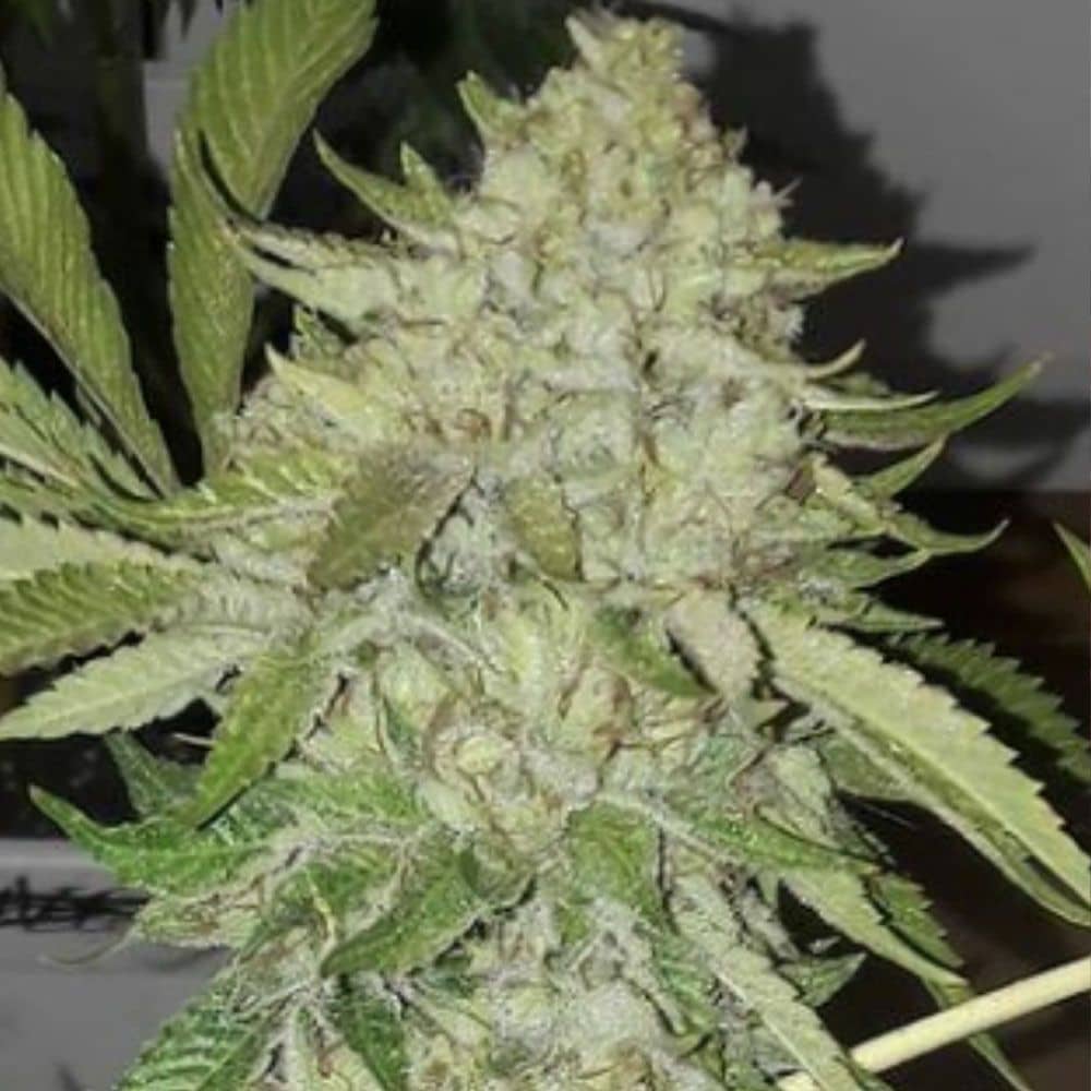 Off Road Regular Weed Seeds - Feminized - The Original Big Buddha Family   