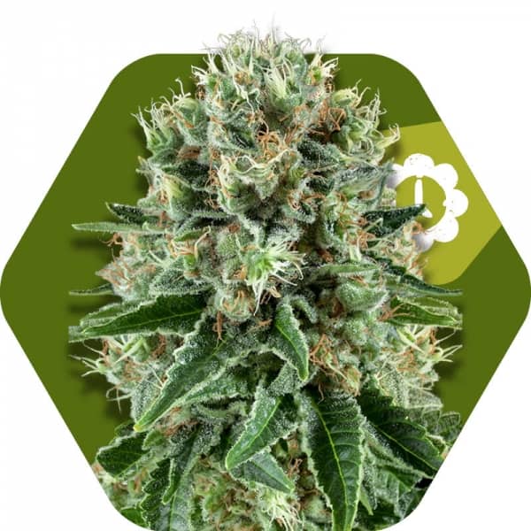 Zambeza Seeds OG Bubble Gum Feminized  