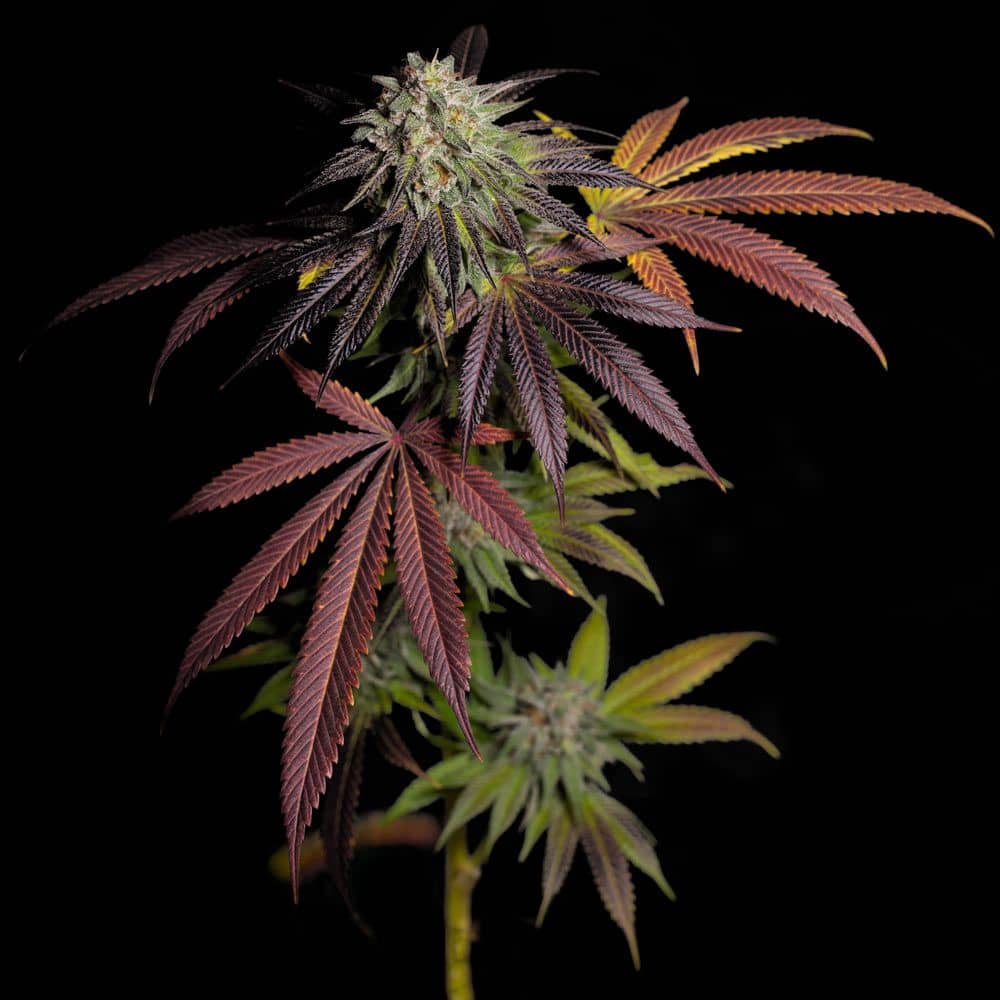 7 S.O.H. Feminized - Grateful Seeds  