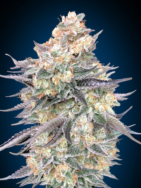 OO Seeds Blue Dream Feminized 