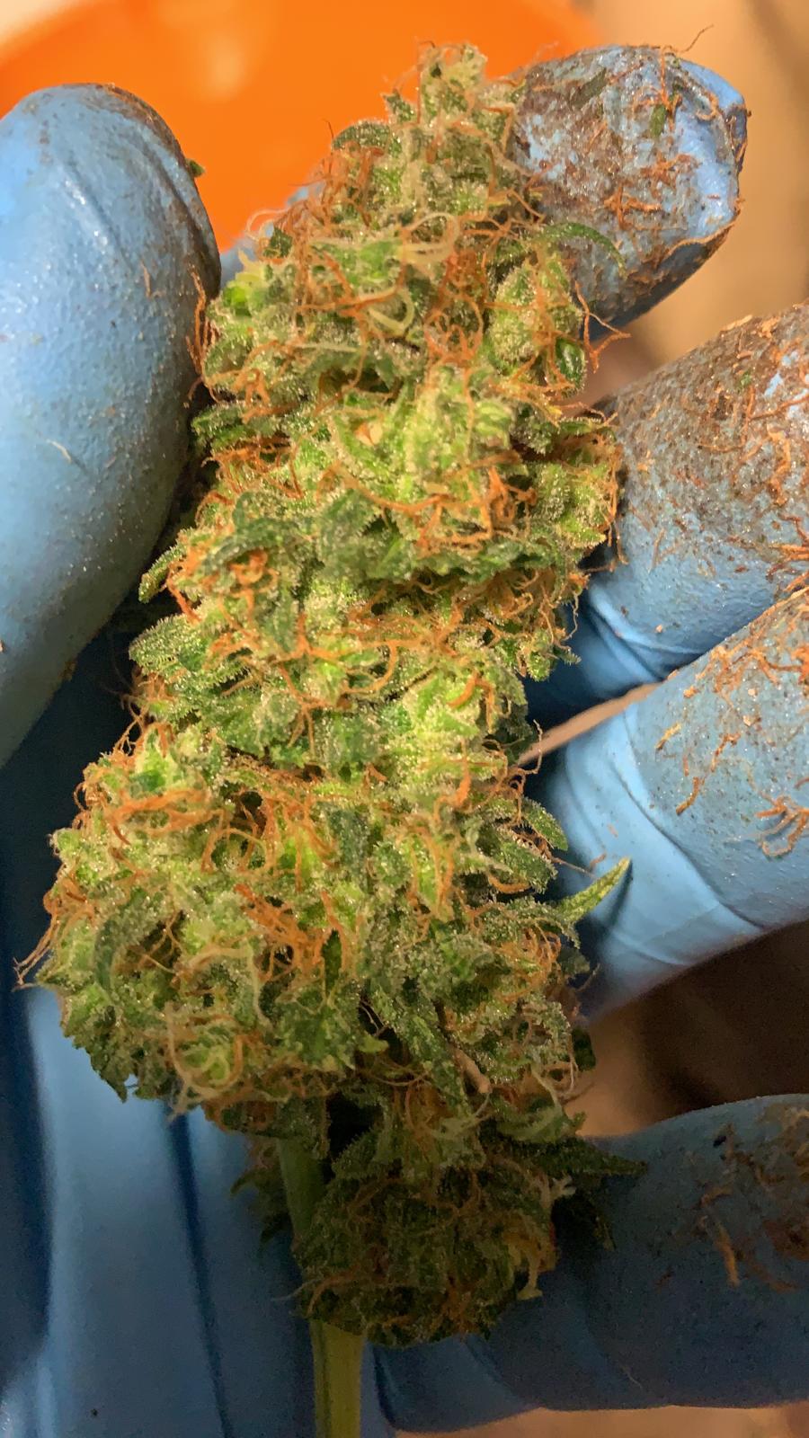 Orange MoonCake - Feminized - Tastebudz 