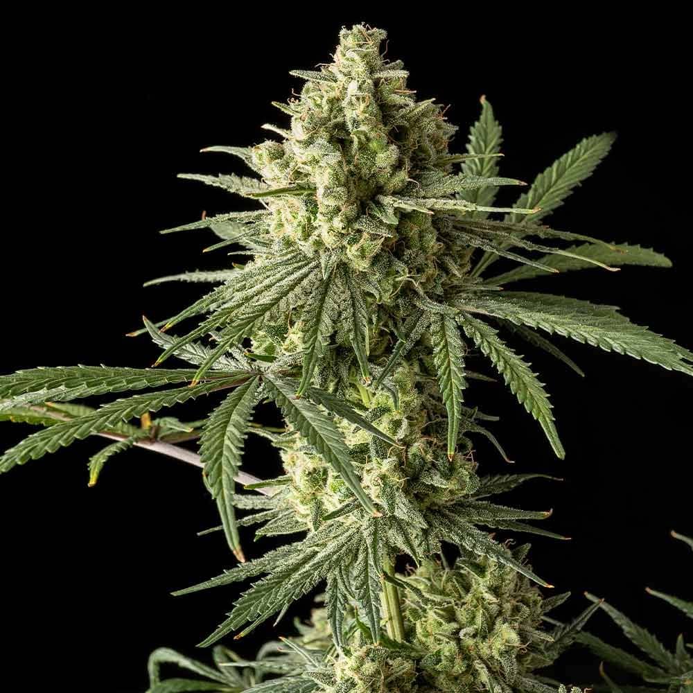 Original Blue Cheese Female Weed Seeds - Feminized - The Original Big Buddha Family
