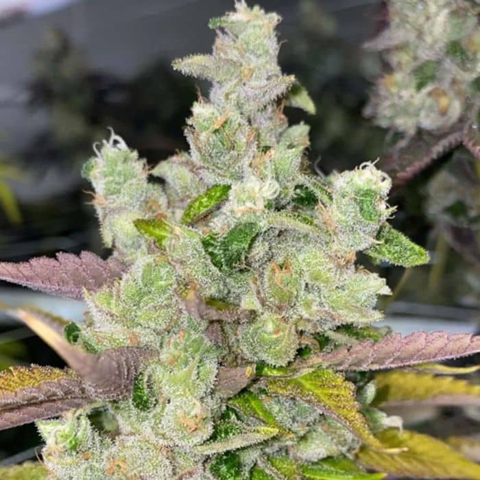 Gemelo Regular - Fidels Seeds    