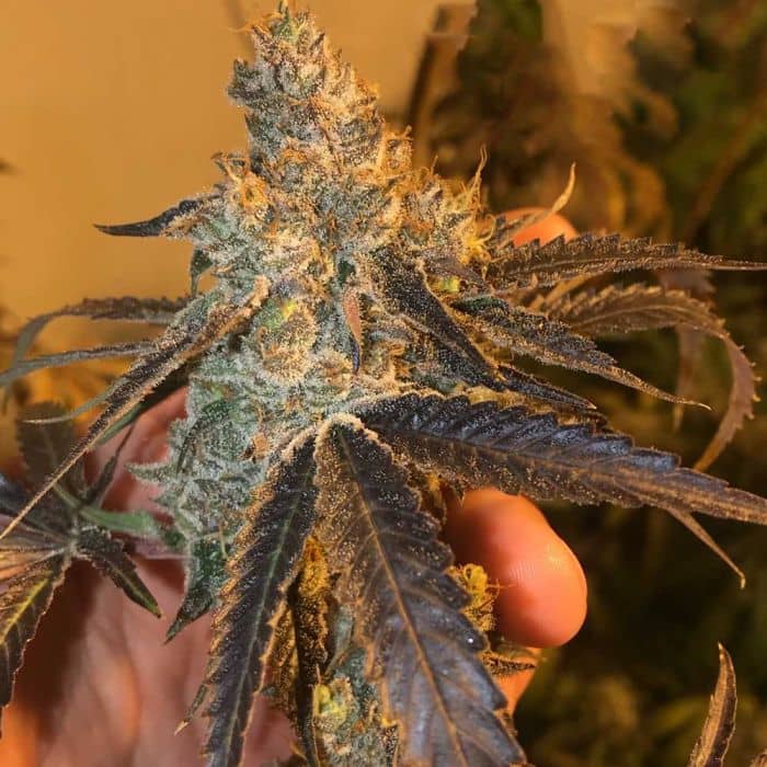 Peach Tart Regular - Fidels Seeds  