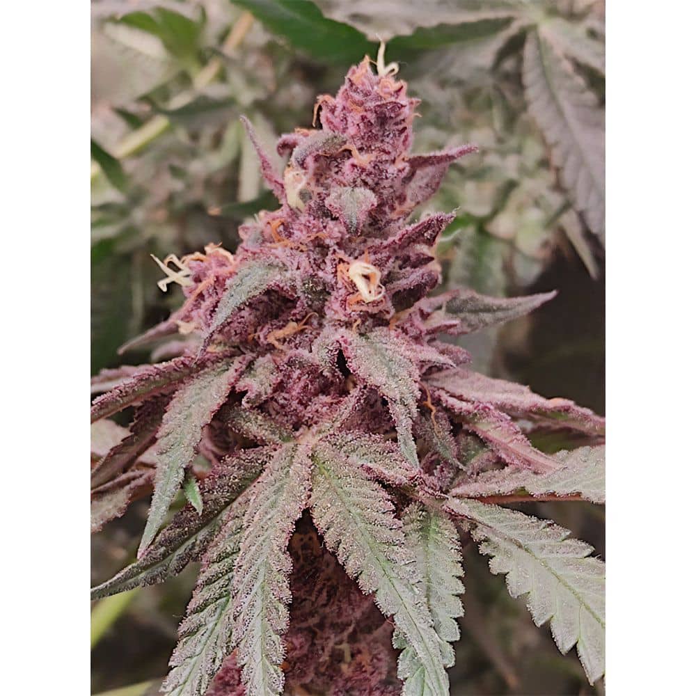 Slapz x Frozay - Regular - Perfect Tree Seeds 