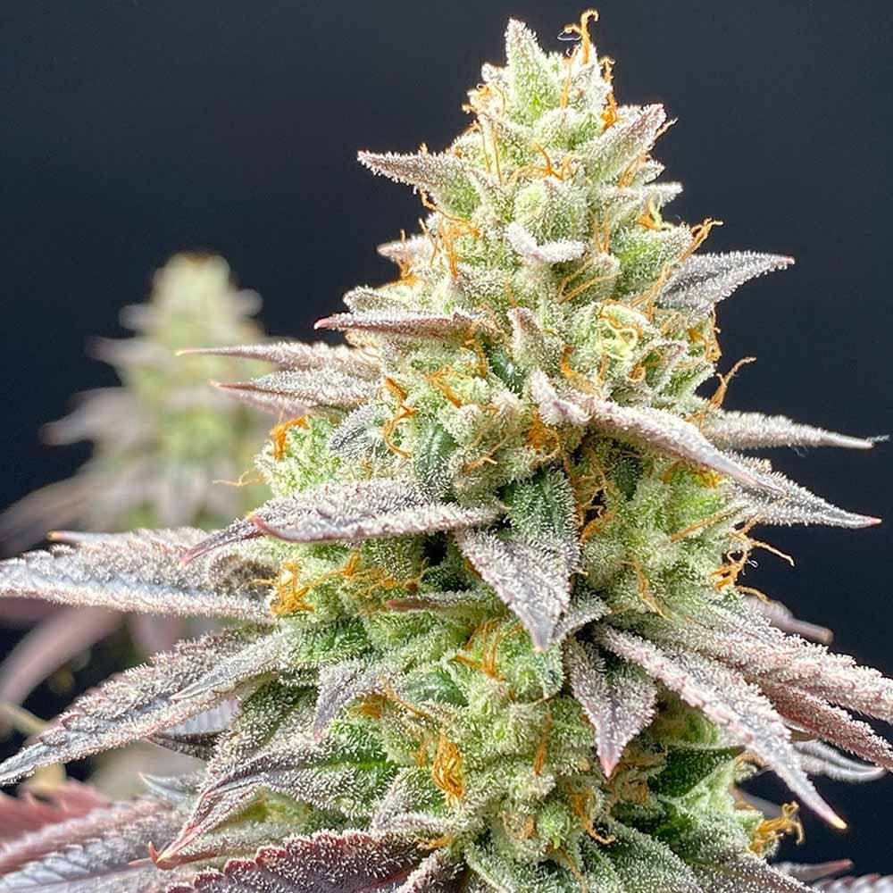 Perfect Triangle x Peach Ozz Feminized - Perfect Tree  