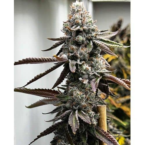 Pineapple Punk Feminized - Tiki Madman x Mosca Seeds  