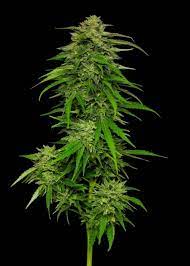 Poddy Mouth - Feminized - Humboldt Seed Company     