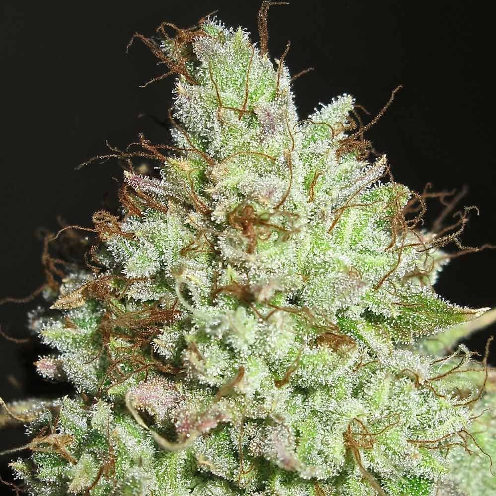 Ultra Genetics Seeds Pornstar Martini Feminized