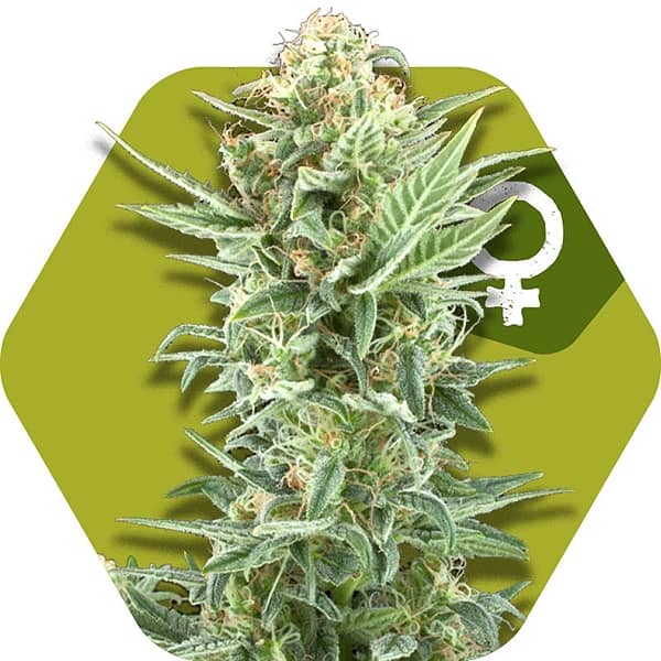 Zambeza Seeds Power Kush Feminized   