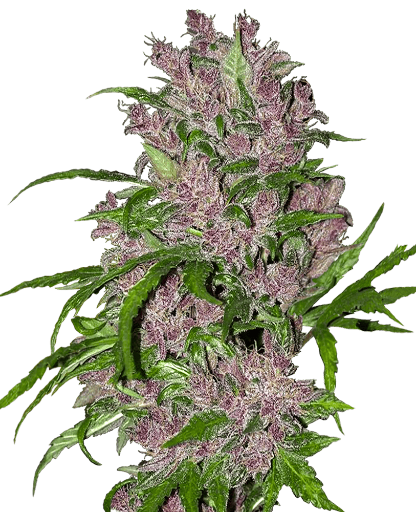 White Label Seed Company Purple Bud Automatic Feminised 