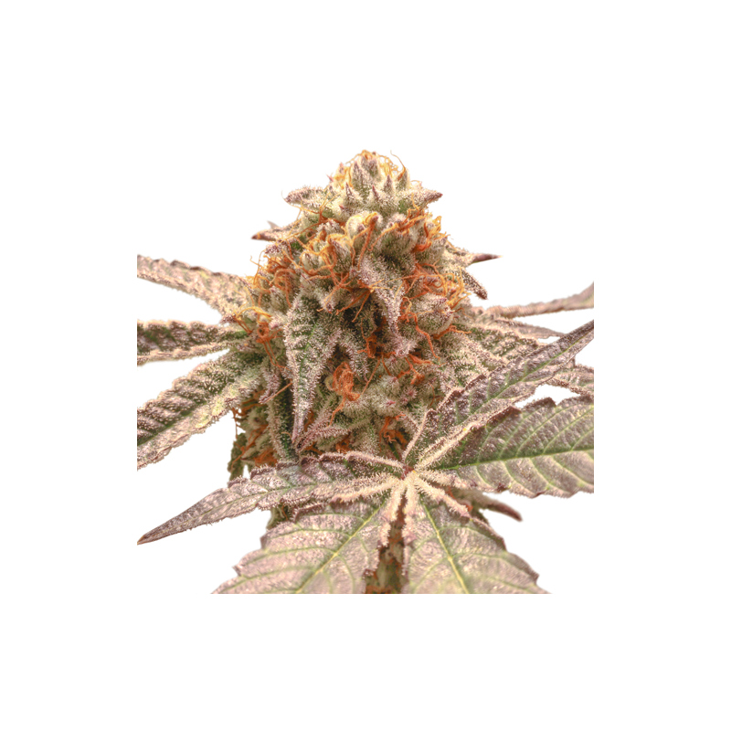 Purple OG Punch - Feminized - Super Sativa Seed Club 