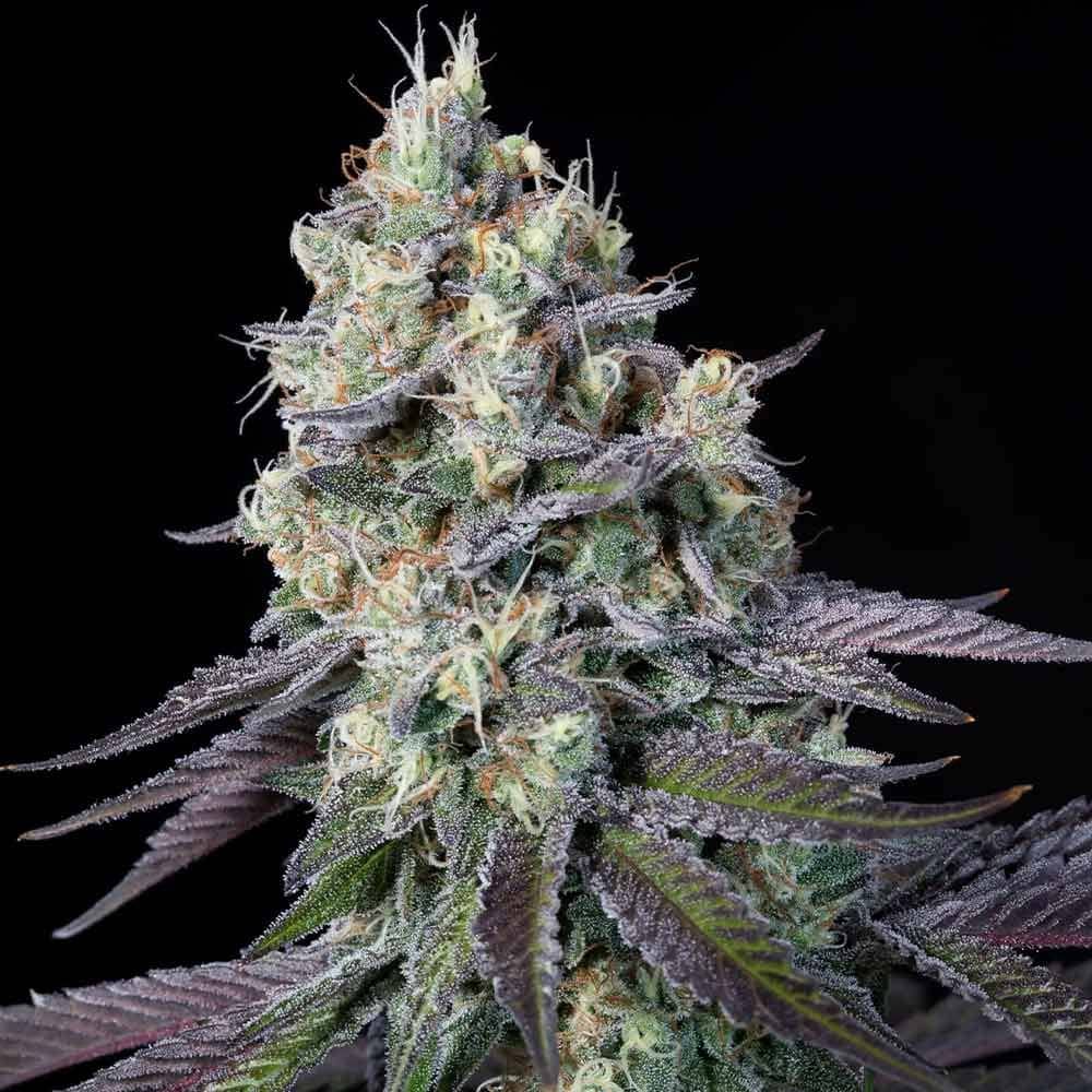 Paradise Seeds Purple Mints Feminized  