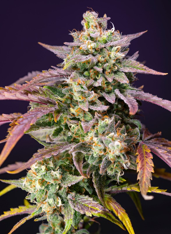 Purple Punch OG XL Auto - Feminized - Sweet Seeds 
