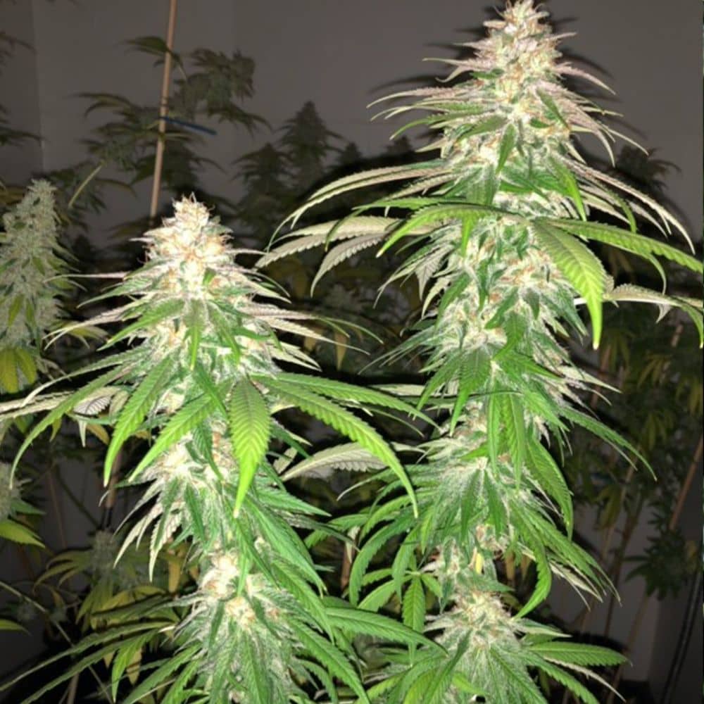 Pheno Finder Seeds Purple Strawberry Sherbert Feminized    