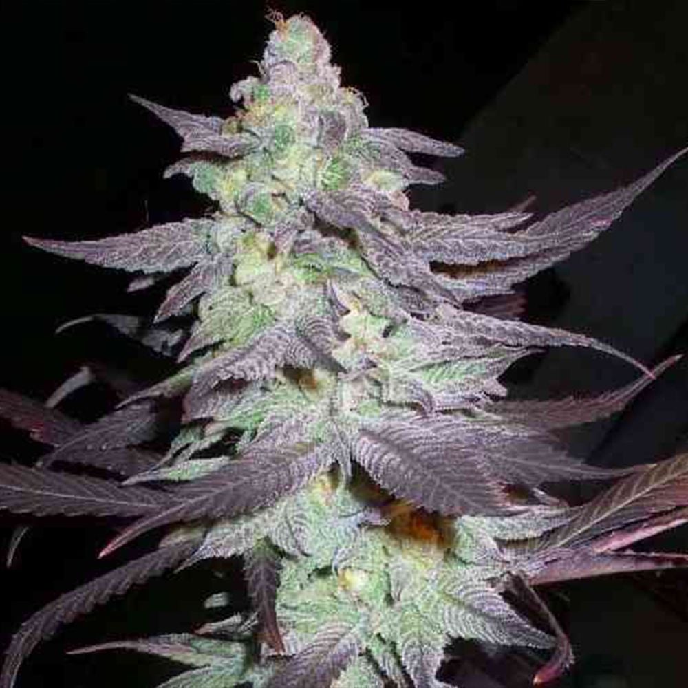 Reserva Privada Seeds Purple Wreck Feminised