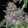 Pheno Finder Seeds Rainbow Cake Feminized  