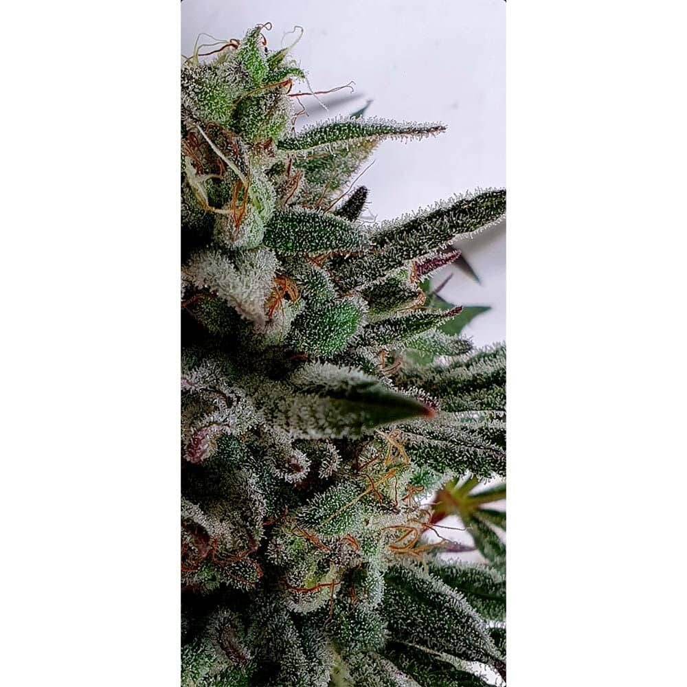 Holy Smoke Seeds Dantes Inferno Line Raspberry Oreoz Feminized 