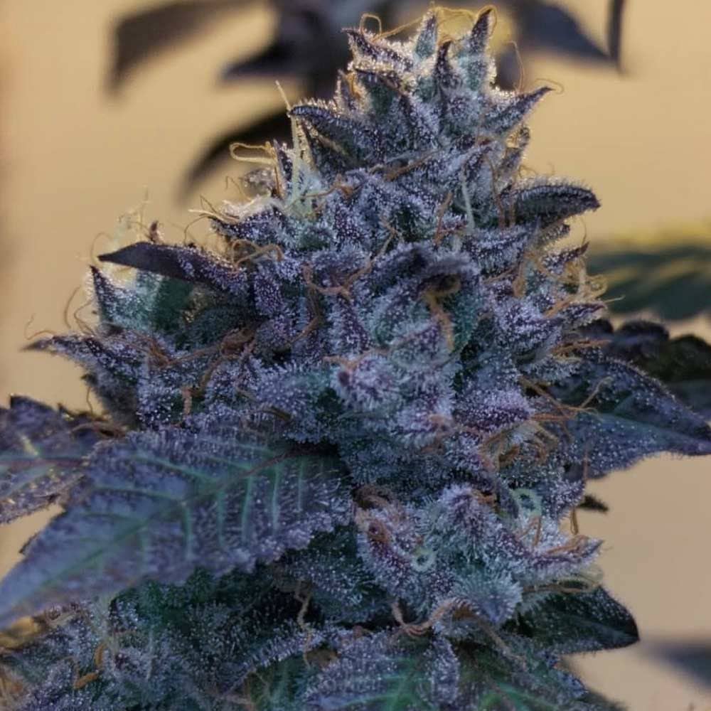 Raspberry Z- Feminized - Grounded Genetics    