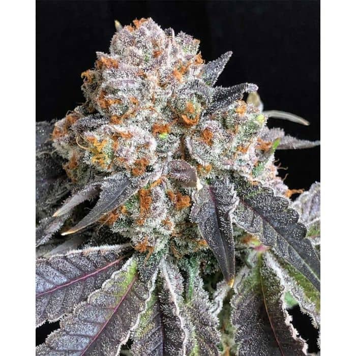 Rated R Feminized - Symbiotic Genetics Seeds 