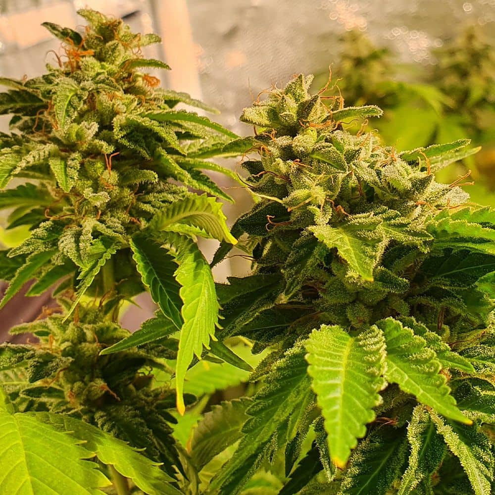 Holy Smoke Seeds Reggae Radio Regular 