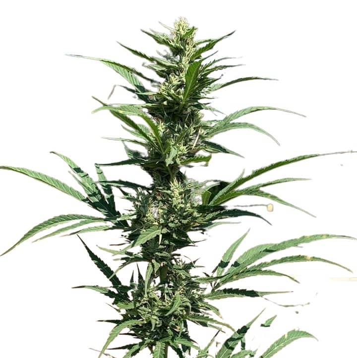 Scott Family Farms Rocket Chem Regular     