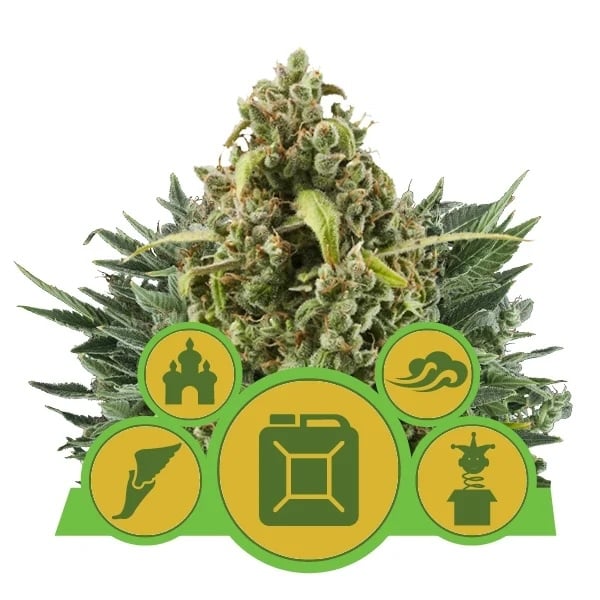 Automatic Mix - Feminized - Royal Queen Seeds 