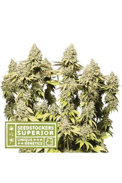 Superior Rucu Cucu OG Auto - Feminized - Seedstockers 