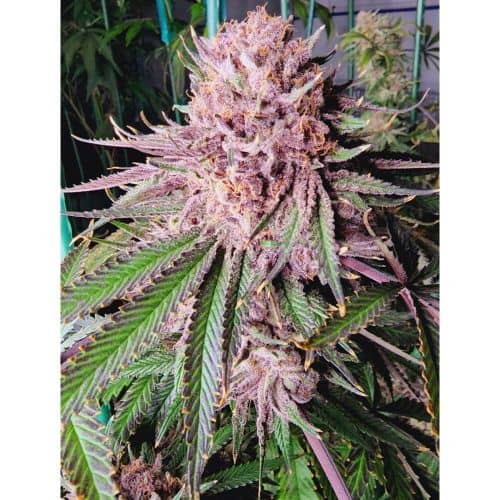 Tiki Madman x Mosca Seeds - Runtz De Frutas Feminized