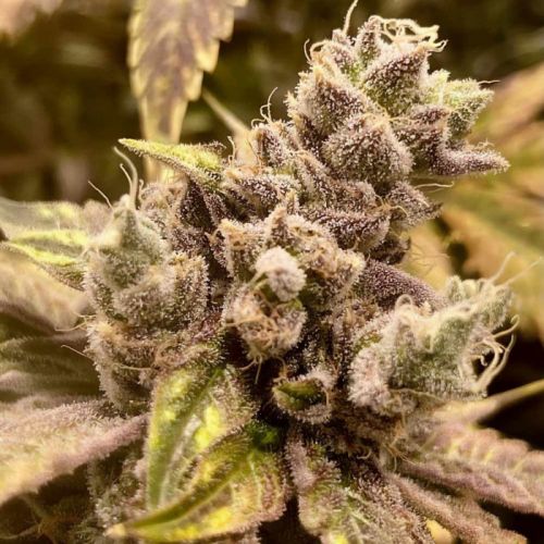 Rare Dankness Seeds Runtz Ghost Train Feminized  