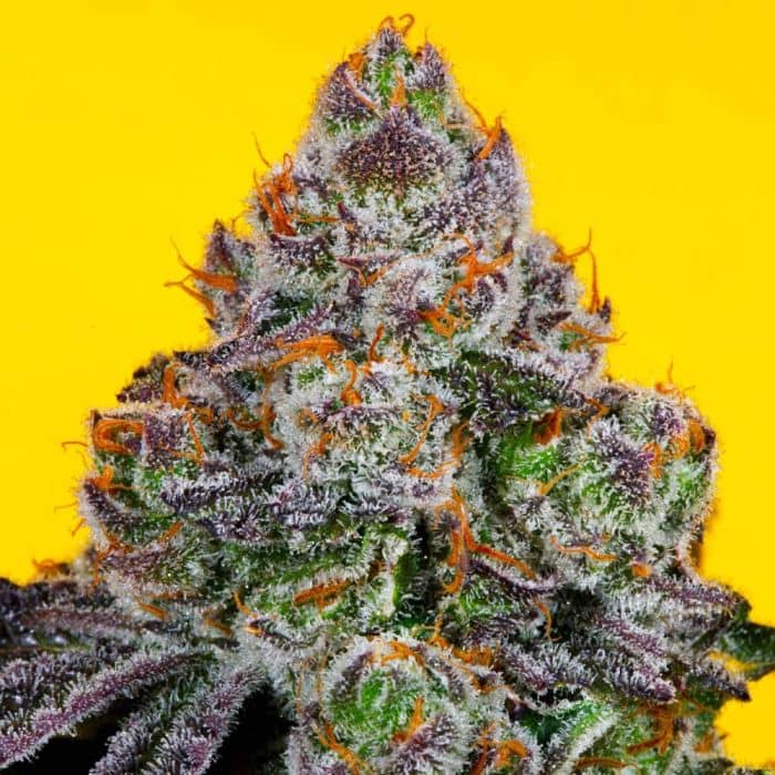 Runtz Mintz Regular - Fidels Seeds  