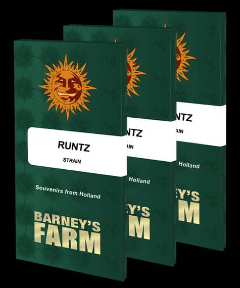 Barney's Farm Seeds Runtz Feminized 