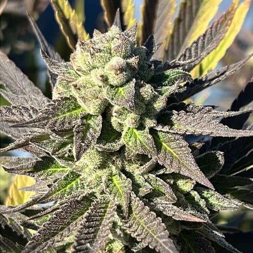 Samarian Sunset Feminized - Black Tuna Seeds 