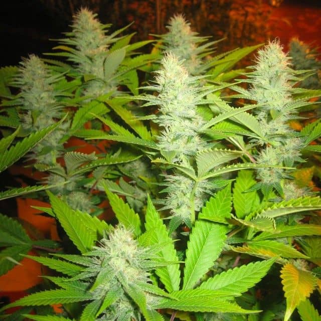 Seedism Seeds Milk Feminized 