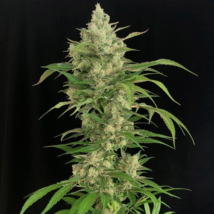 Serious Seeds Seriosa Feminized 