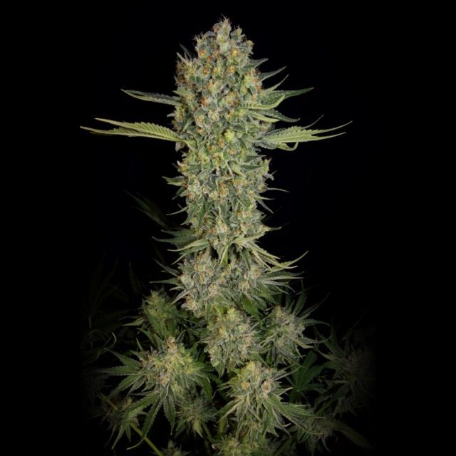 Serious Seeds Serious Kush Feminized