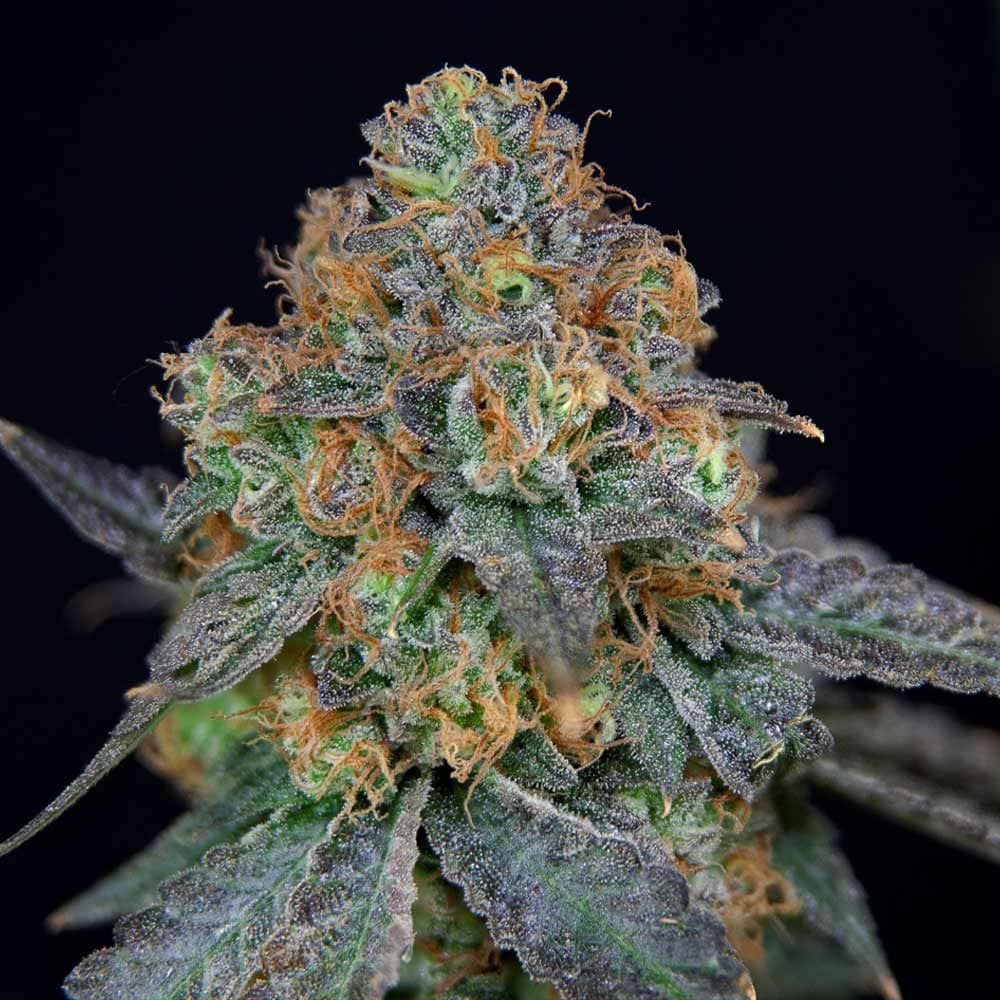 Sherbdog- Feminized - Grateful Seeds   